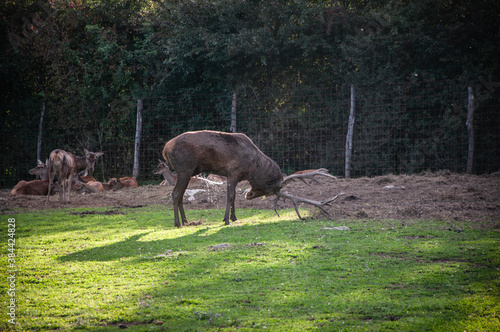 Buck in focus with big antlers