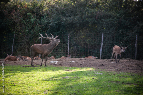 Buck in focus with big antlers