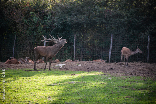 Buck in focus with big antlers
