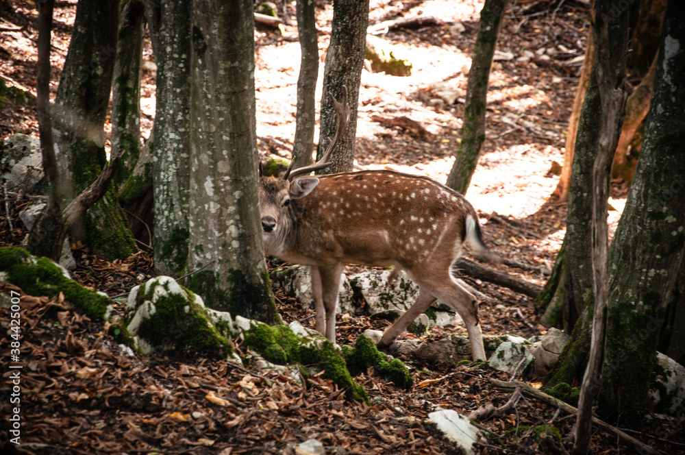 Deer hiding behind a tree