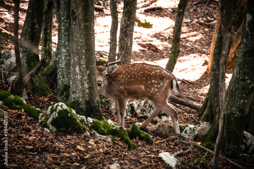 Deer hiding behind a tree