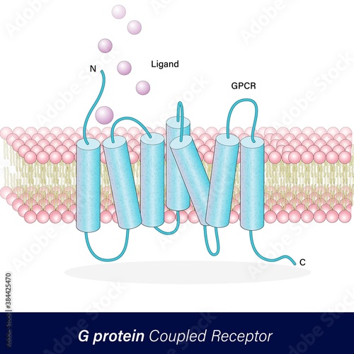 GPCR also known as G protein-coupled receptor of cell signaling vector illustration eps
 photo