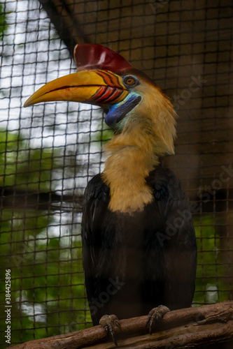 the sulawesi wrinkled hornbill (Knobbed hornbill) is a species of hornbill in the Bucerotidae family. This endemic bird in Sulawesi has large yellow and red beaks. scientifically named Aceros cassidix photo