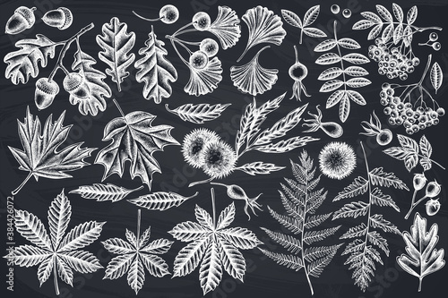 Vector set of hand drawn chalk fern, dog rose, rowan, ginkgo, maple, oak, horse chestnut, chestnut, hawthorn