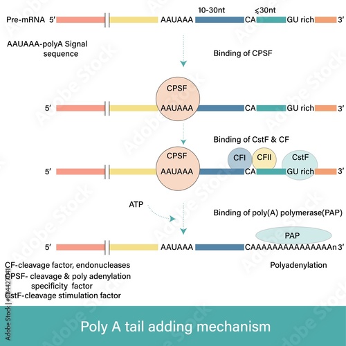 mRNA poly A tail adding mechanism inside the cell after transcription & before the translation process vector illustration in white background with labeling