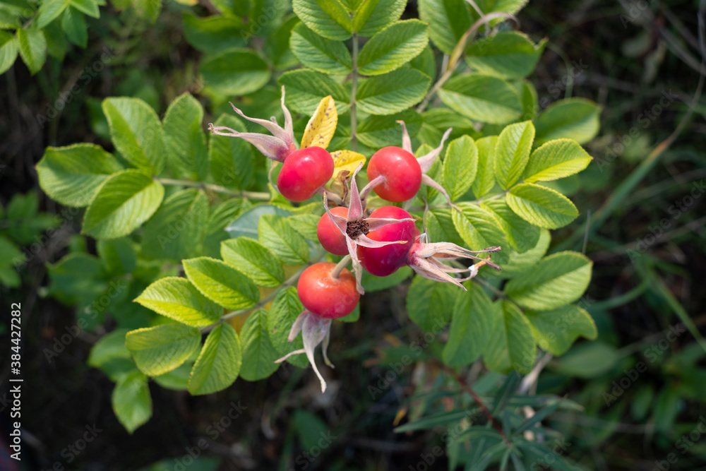 Rosa rugosa (beach rose). Fruits from rosehips are a great source of vitamin C for humans and a sweet snack for bird. The berries can be made into compote, puree, pickled, frozen or dried.