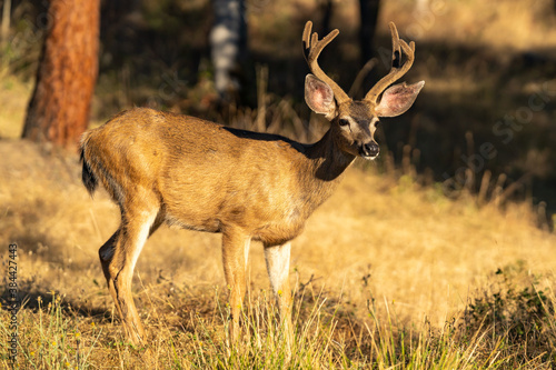 White-tailed Deer Buck with Antlers.