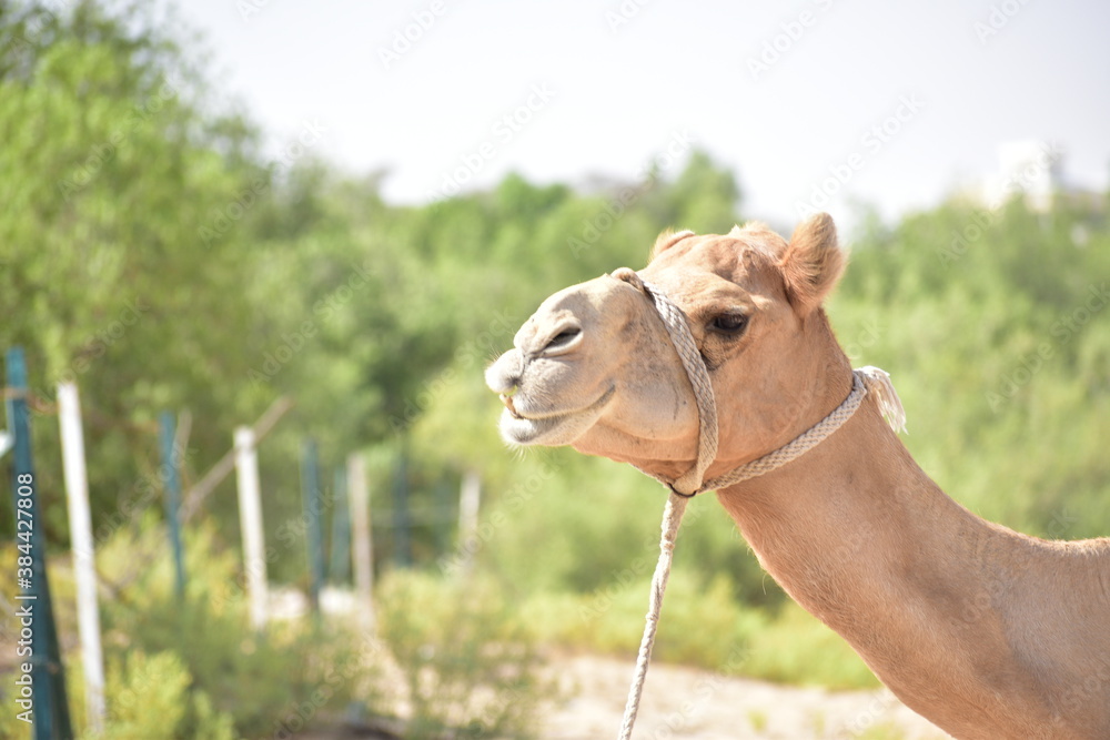 Obraz premium Closeup of a camel. Abu Dhabi, UAE.