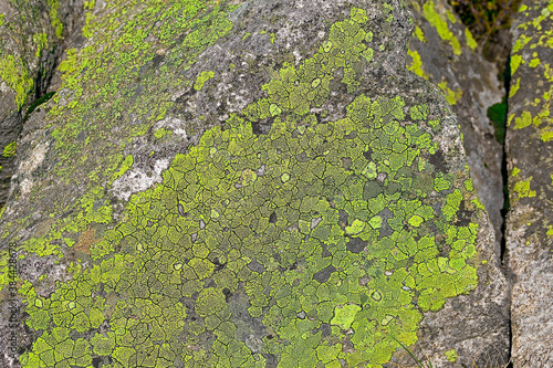 green moss on the stone © Patrycja