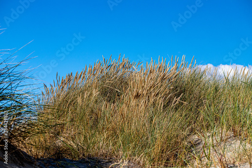 D  nengras in den D  nen vor St. Peter Ording