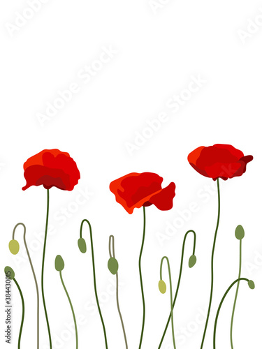 vector illustration. background with red poppies