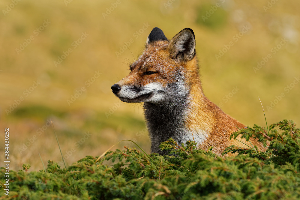 Red fox (Vulpes vulpes) captured in the high mountains in the evening. Beautiful animal and colors. Red fox (Vulpes vulpes) captured in the high mountains in the evening. Beautiful animal and colors.