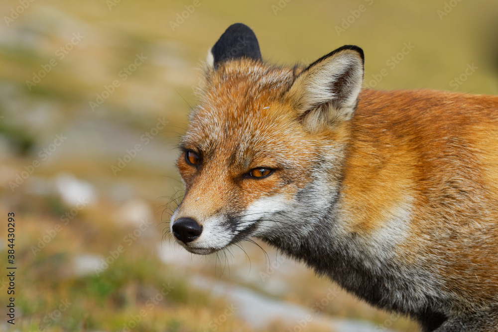 Red fox (Vulpes vulpes) captured in the high mountains in the evening. Beautiful animal and colors. Red fox (Vulpes vulpes) captured in the high mountains in the evening. Beautiful animal and colors.