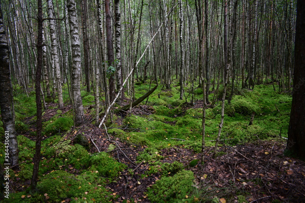 forest in autumn forest in autumn