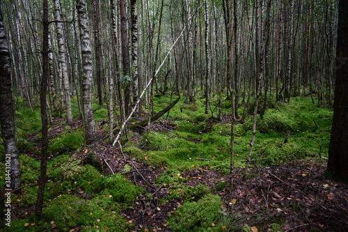 forest in autumn