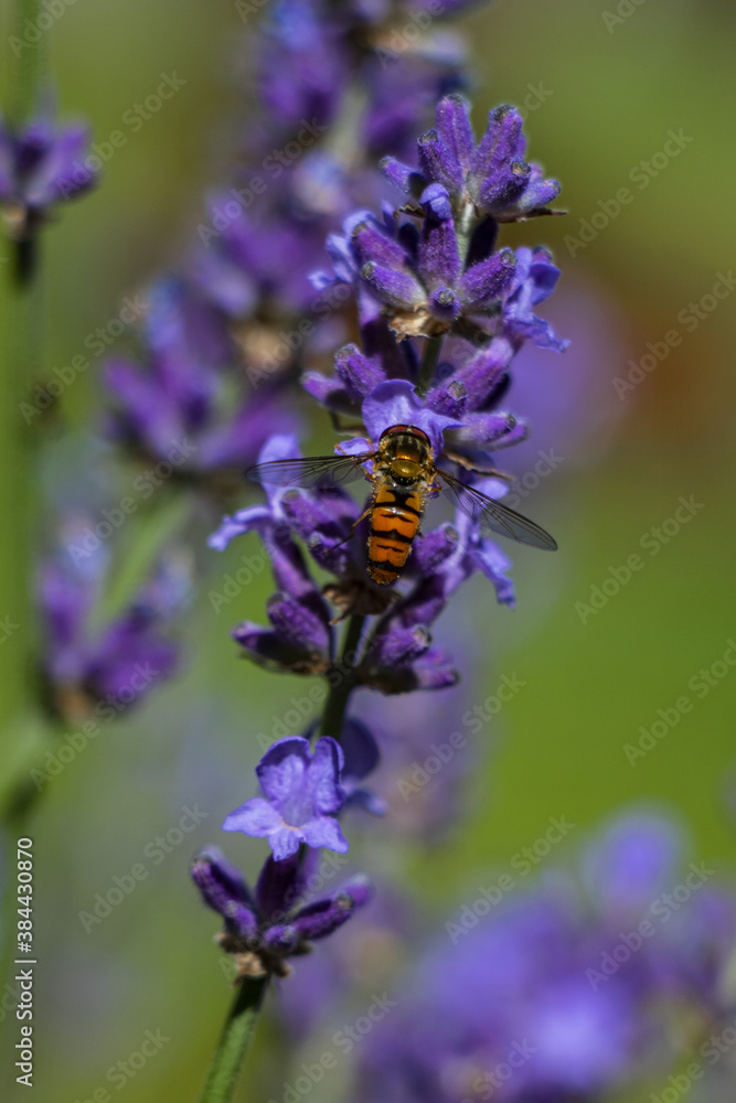 beautifully blooming bunches of lavender flowers,