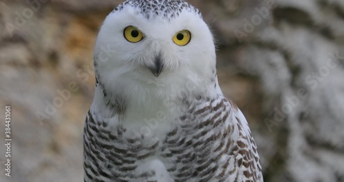 Snowy owl (Bubo scandiacus) is a large, white owl of the true owl family.It is sometimes also referred to, more infrequently, as the polar owl, white owl and the Arctic owl.
