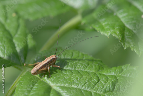 Medium shot of a dark bush cricket on a raspberry plant leaf