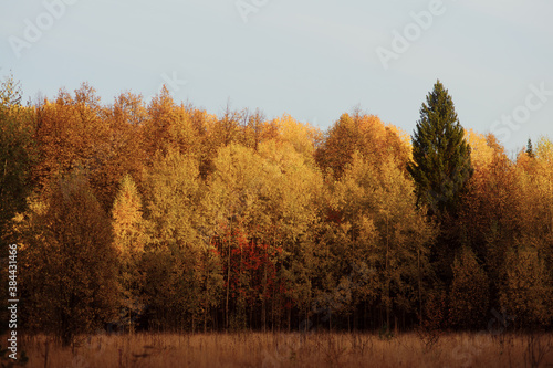 yellow foliage on trees in the forest in autumn