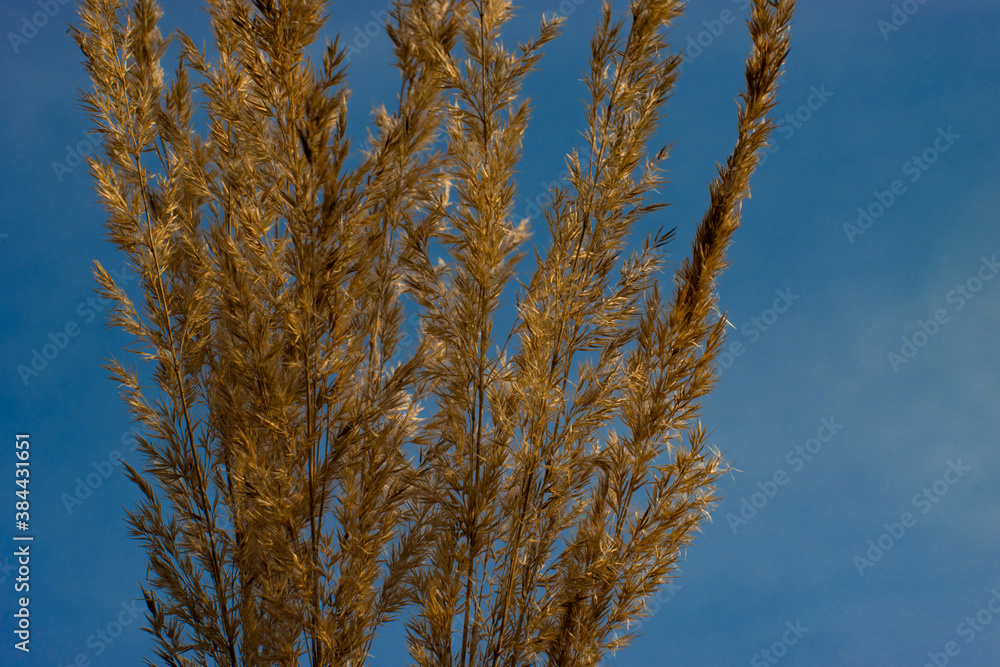 Fototapeta premium grass against blue sky