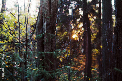 the rays of the setting sun fall on the leaves of the autumn fore