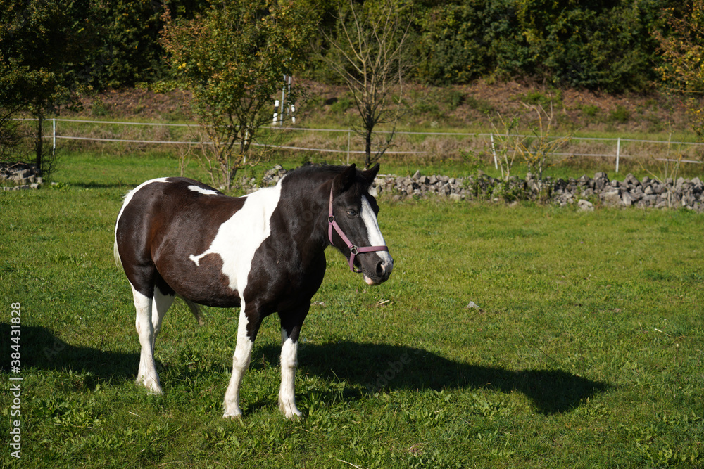 horse in the field horse in the field