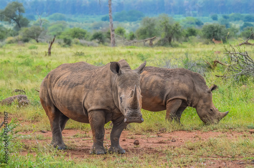 Portrait of cute male bull white Rhino or Rhinoceros in a group