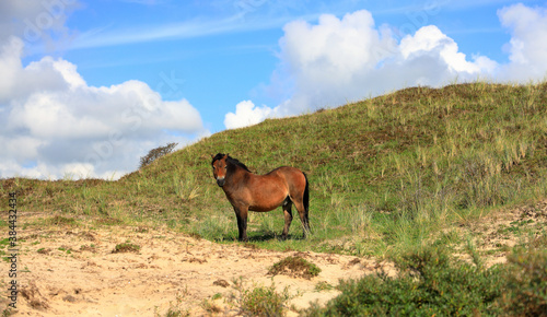 Wild horse in the dunes of Egmond aan Zee. North Sea, the Netherlands. photo