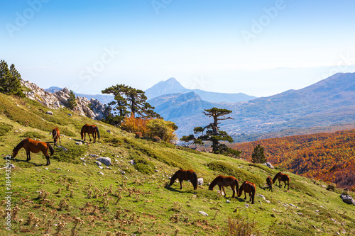 Autumn in Pollino National Park, southern Italy.  View from Serra Di Crispo.