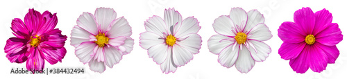 Set of isolated cosmos flowers. Bright pink cosmos flower blossom, large inflorescence, isolate for design