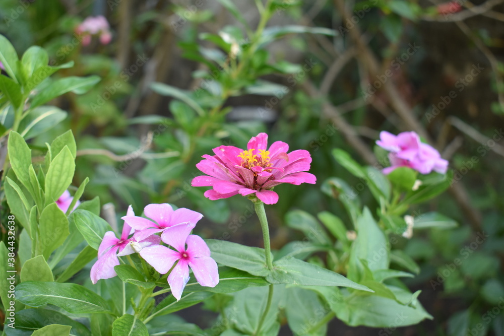 beautiful little pink flower beautiful little pink flower