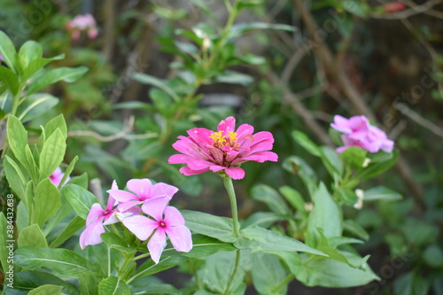 beautiful little pink flower