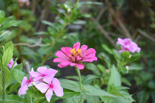 beautiful little pink flower