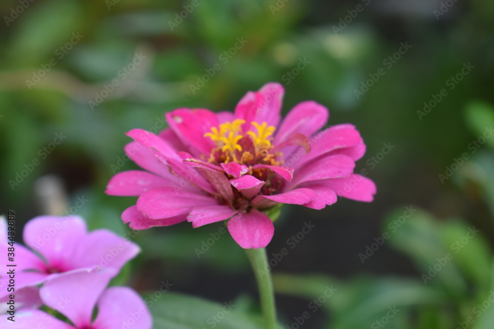 beautiful little pink flower beautiful little pink flower
