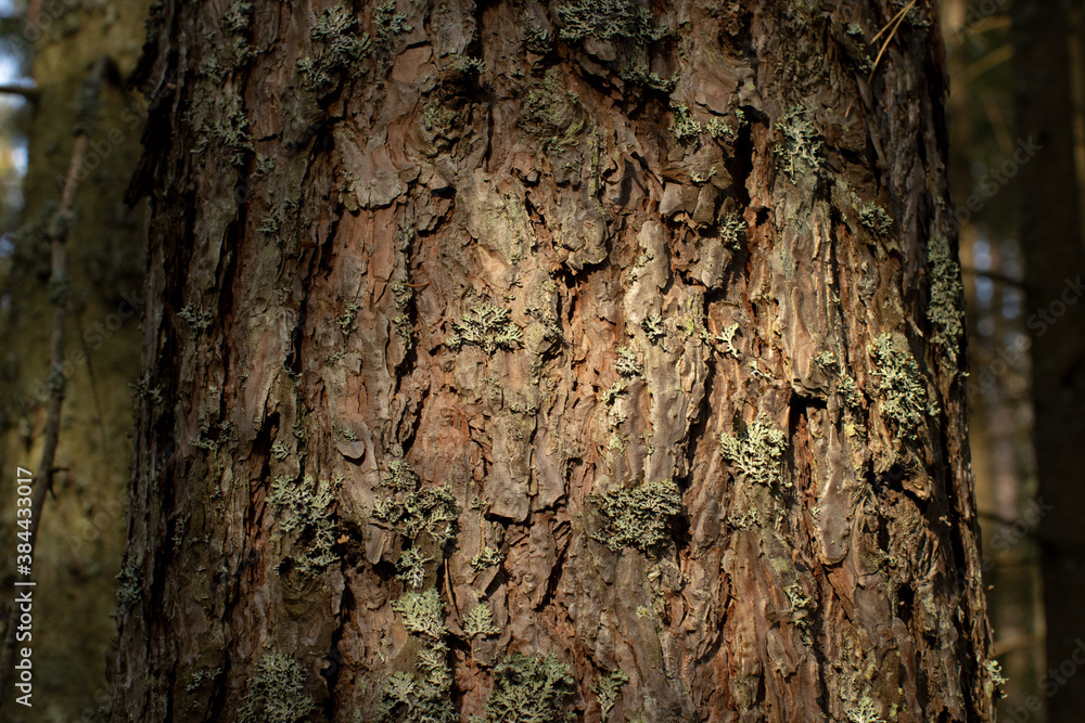 bark of a tree in the sunshine bark of a tree in the sunshine