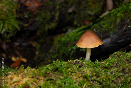 Fungus and friend