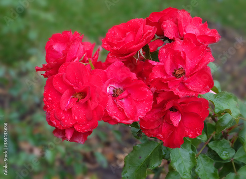 Blooming branch of red climbing roses among greenery on a flower bed, macro photography, selective focus, blurred background, vertical orientation