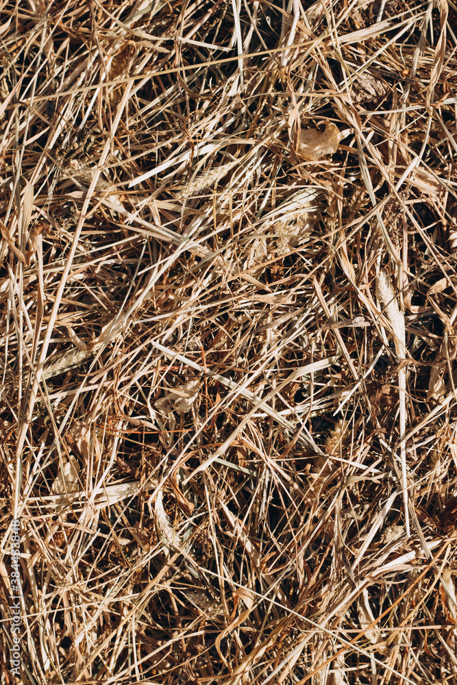 texture of hay