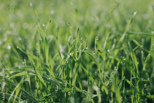 green grass background