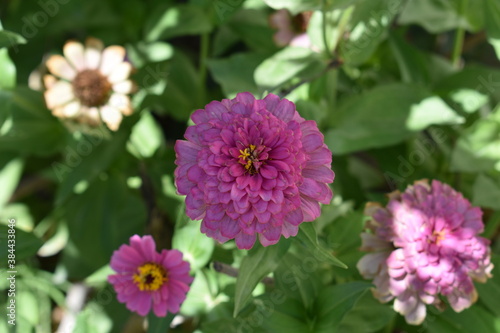 beautiful little pink flower