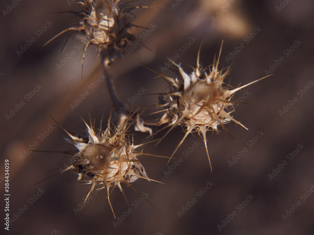 roślina sucha makro kolce brązowa