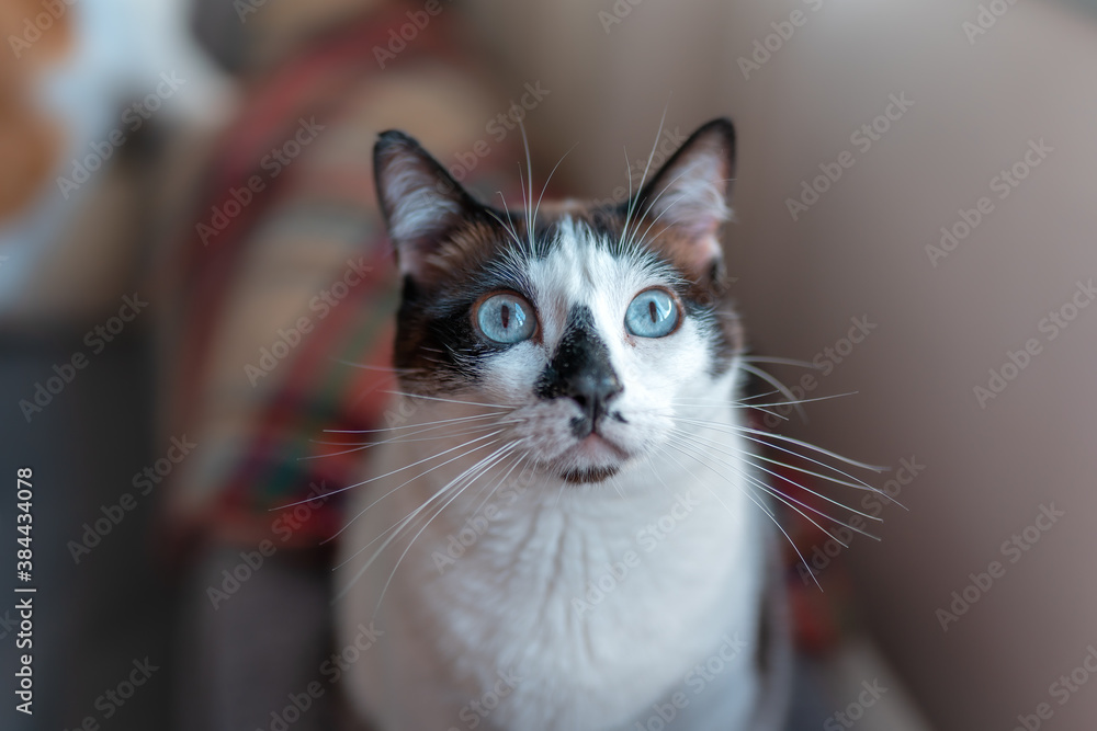 primer plano. Cara de un gato blanco y negro con ojos azules