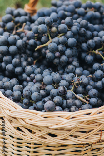 Grapes in a basket