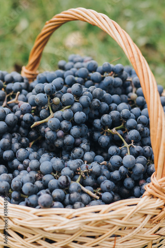 Blue grapes in a basket