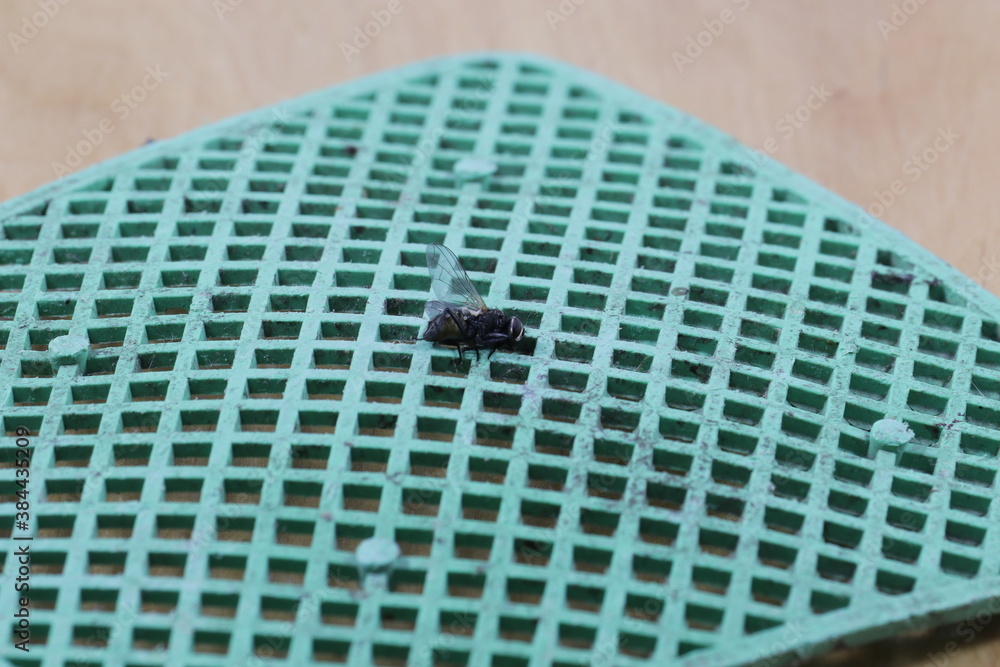 Fly swatter with a fly. Dead fly stuck on a fly swatter. Stock Photo