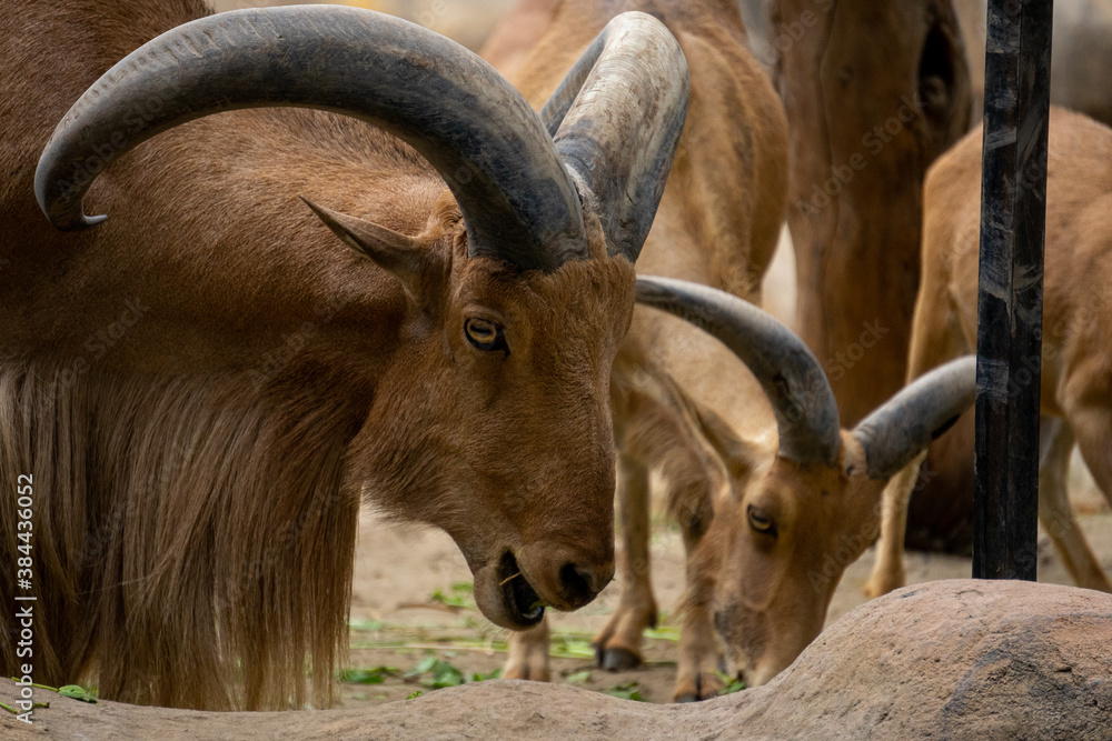 a group of mountain goats (Oreamnos americanus) in the zoo enclosure are eating grass. mammals have nails, short horns and black crooks. a group of mountain goats (Oreamnos americanus) in the zoo enclosure are eating grass. mammals have nails, short horns and black crooks.