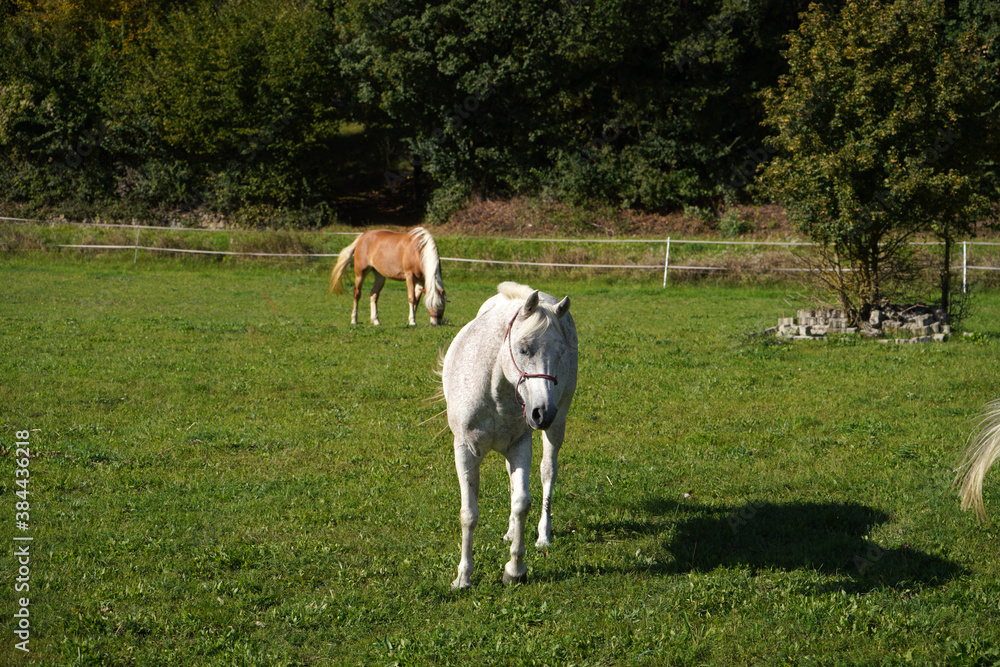 Obraz premium horses in a meadow