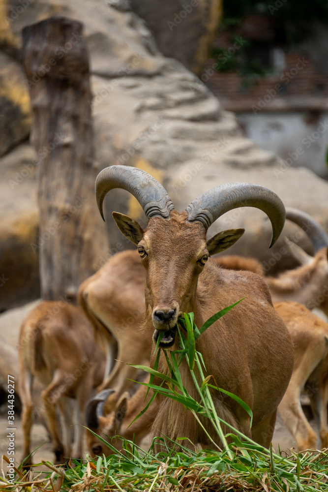 a group of mountain goats (Oreamnos americanus) in the zoo enclosure are eating grass. mammals have nails, short horns and black crooks. a group of mountain goats (Oreamnos americanus) in the zoo enclosure are eating grass. mammals have nails, short horns and black crooks.