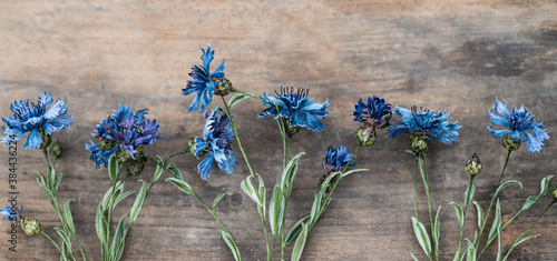 Background with blue muscaries flowers on white painted wooden planks. Selective focus. Place for text. photo