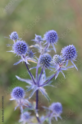 prickly flower